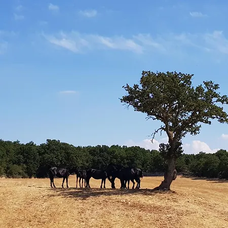 Masseria Santolomuto Farmház Noci